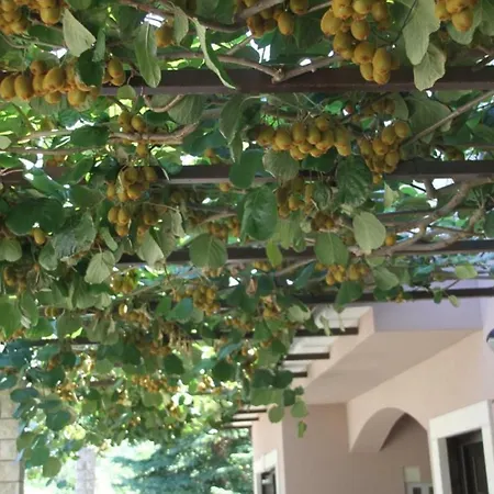 Villa Olive Garden Premantura