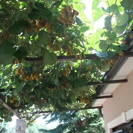 Villa Olive Garden *