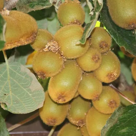 Olive Garden Premantura